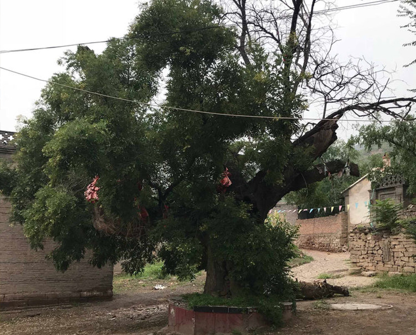 北徐村寻访寿宁寺